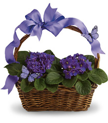 Violets And Butterflies from Krupp Florist, your local Belleville flower shop